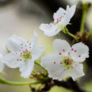 范冰冰演过三年级的电影
